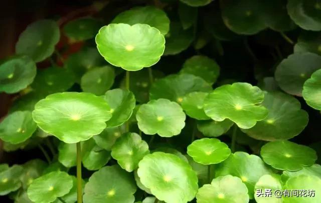 铜钱草的养殖方法和注意事项:夏天养铜钱草，为什么养着养着就叶子就蔫了？