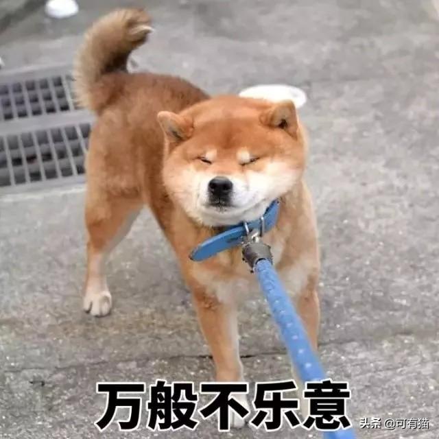 日本柴犬图片:柴犬的魅力到底有多大？你为什么养柴犬？