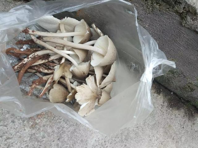 生活中,农村田间地头什么样的野菜你最爱吃？怎样做才好吃？