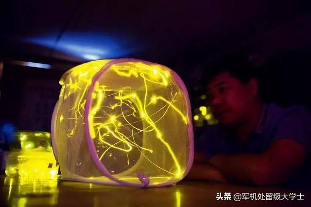 萤火虫为什么会发光:为什么萤火虫的屁股会发光？