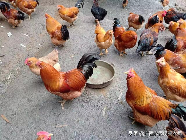 2020西施犬价格行情:2020肉鸡价格下跌，100元4只随处可见，后期能否上涨？