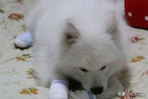 萨摩耶幼犬:一两个月的萨摩耶幼犬为什么总爱咬人？