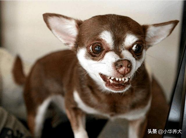 成都吉娃娃吧百度贴吧:养吉娃娃会面临哪些问题？