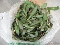 曲荬菜的功效和作用？