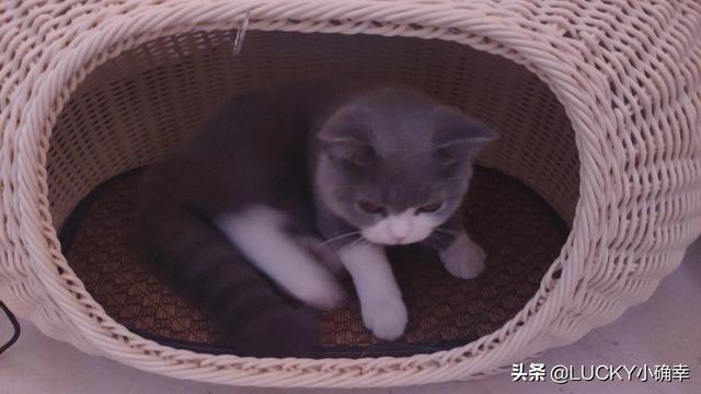 在寝室养猫注意事项:租别人房子住，想养只猫，可以吗？