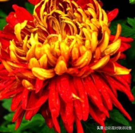 秋日菊花正盛时,咏菊的诗词有哪些？
