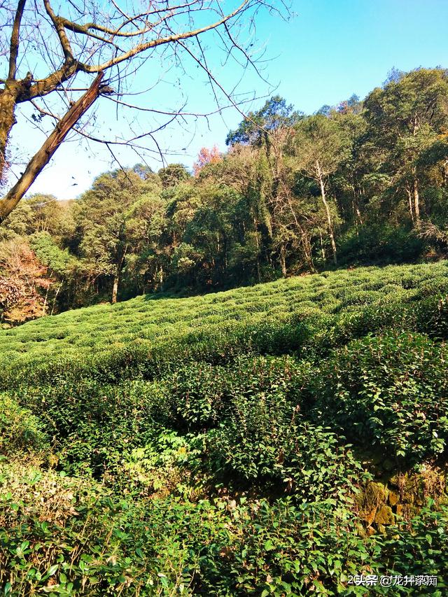 山东新泰盘龙井传说，有些茶叶都用农药，还能喝吗