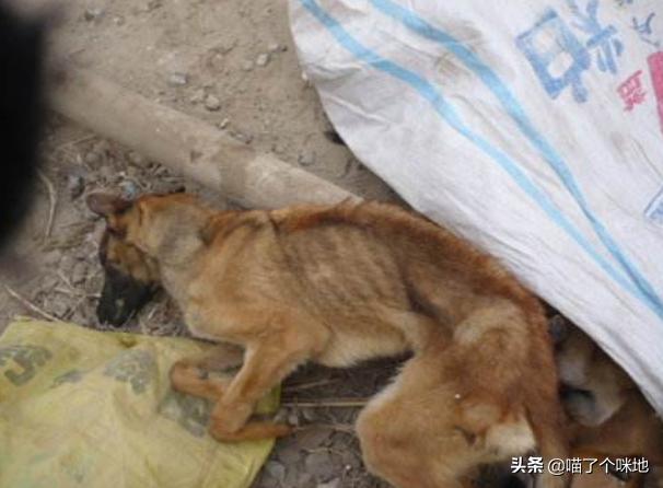 救助犬最后的遗言:为什么有些宠物收容所的宠物不被认领就要被安乐死？