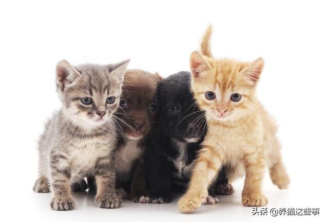 养猫的男人 全集:如何判断一个男孩子养猫的几个表现？