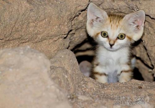 沙猫:即将灭绝的动植物有哪些？ 沙猫可以家养吗