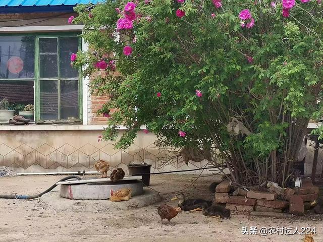 鸡一:鸡眼 散养鸡一到下雨天怎么会得肠炎症？请你来解答一下谢谢？