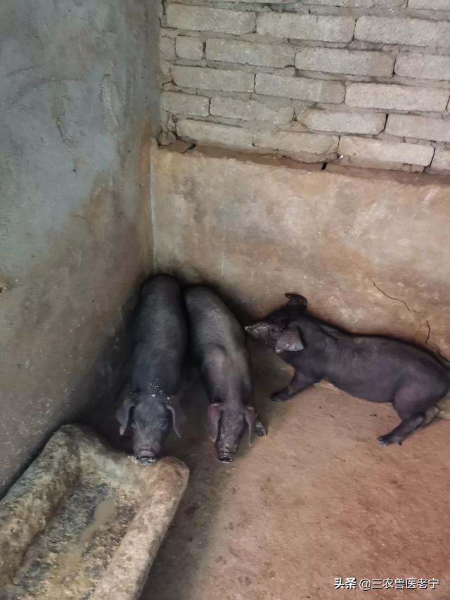 食欲减退大便出血:食欲减退大便习惯改变 一窝二百斤的猪几天不吃，有个别大便带血，体温正常是怎么回事？