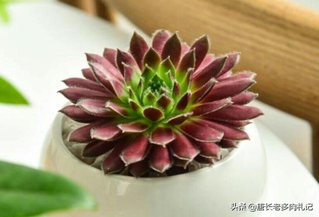 长生草属多肉植物图片:长生草多肉植物图鉴大全 紫牡丹多肉的叶片全部包着算是正常吗？怎么办？