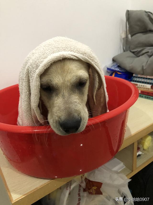 可蒙犬怎么洗澡:给一个月大的狗狗洗澡怎么洗？