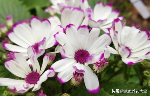 瓜叶菊图片:怎样养殖瓜叶菊比较好？瓜叶菊有什么作用？