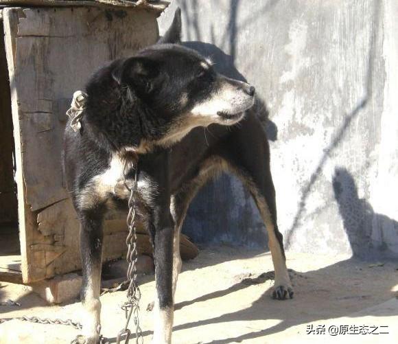 幼小黄鼠狼吃什么长大:在农村养土鸡，遇到黄鼠狼吃鸡怎么办？