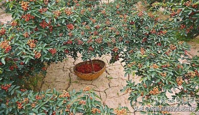 头条问答 花椒种植用什么肥料合适 齐鲁高峰的生活日记的回答 0赞