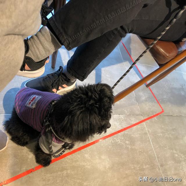 泰迪犬:有什么特点的泰迪犬，一般是会比较漂亮的呢？