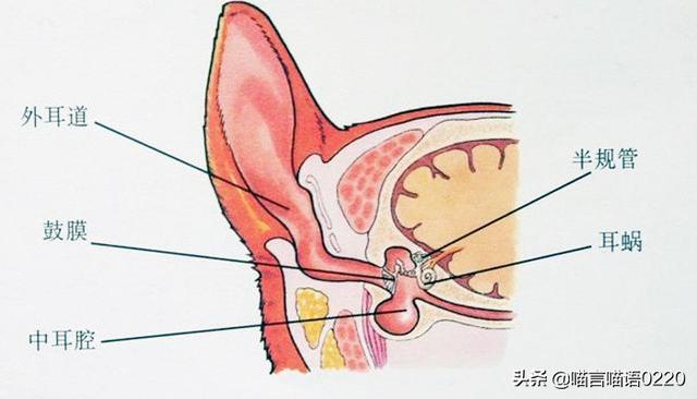 古牧怎么养干净:怎样给狗狗清理耳朵？它不配合有什么好方法？