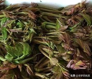 现在很多城里人不认识农村的野菜,我们常吃的有什么野菜？