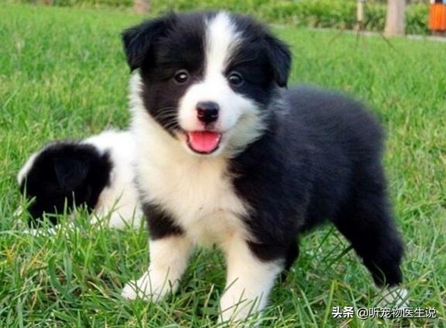 2020狗消化系统常见疾病:宠物医院哪种犬病比较常见？