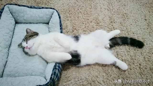 波斯猫在行动:猫身上最柔软的部位在哪？会不会一碰就死？