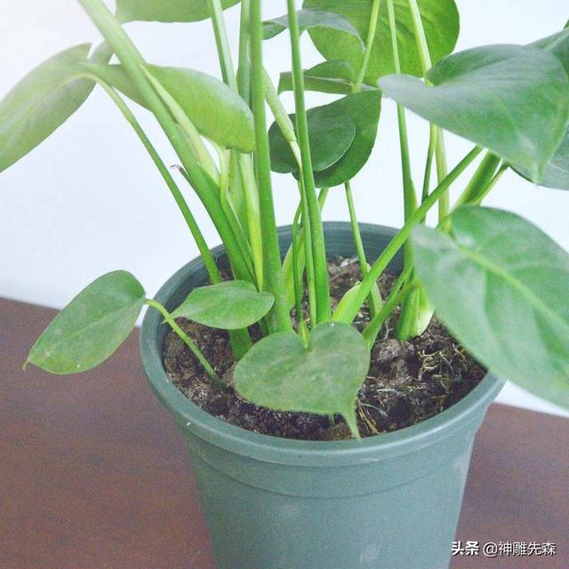 观叶植物225种:观叶植物用哪种肥料比较好？