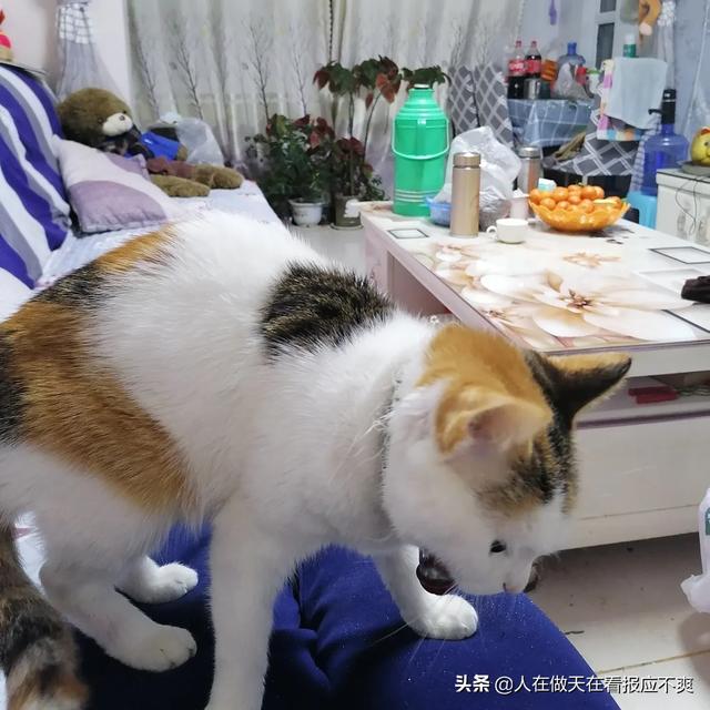 踩奶是什么意思，猫咪会把主人当成妈妈吗？会有什么表现？