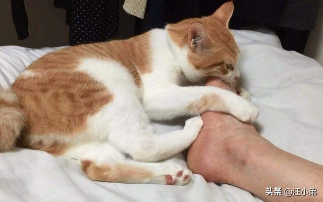 猫咪闻到臭脚后为什么会张开嘴:请问，猫咪不会嫌弃自己的主人脚臭吗？