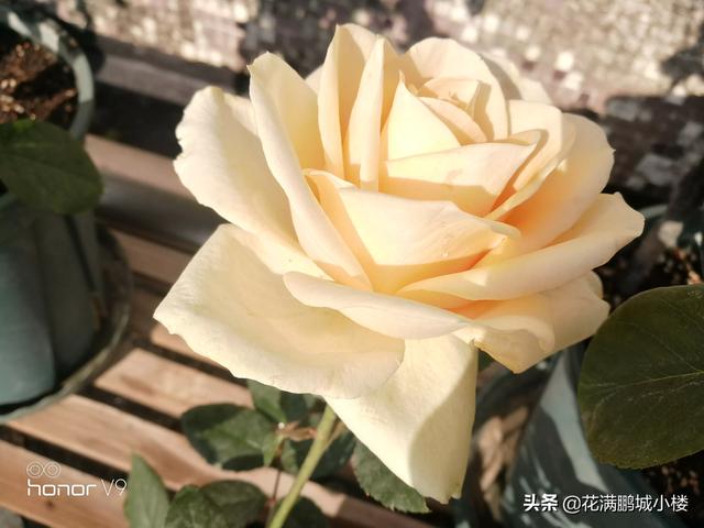 最香的几款月季品种是什么？插图32