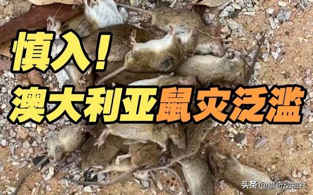 澳洲狗头蝙蝠百度百科:澳大利亚狗头蝙蝠百度百科 最真实的澳大利亚，真的是你想象的那样吗？