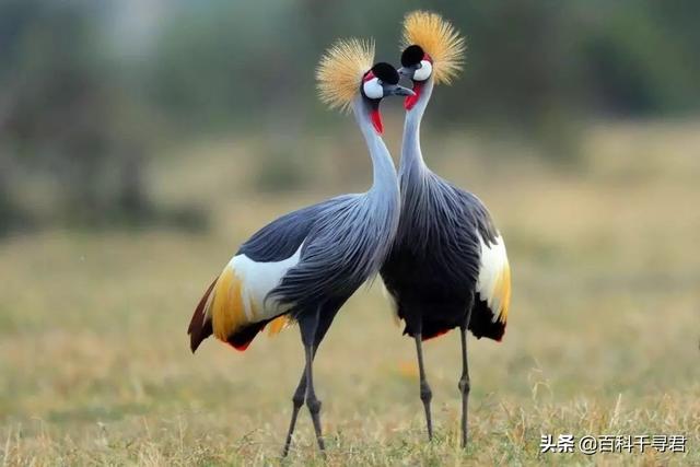 霍加狓:非洲草原上最厉害的动物是什么？
