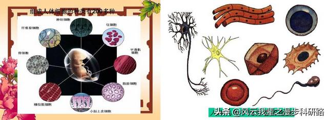 青环海蛇基因组:人体的体细胞中都含有人体中所有的DNA吗？