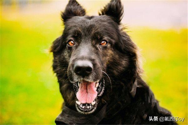 美国猫市长巡逻惨遭恶狗袭击:云南两保安暴打金毛，狗主人付诸法律是否能够得到赔偿？