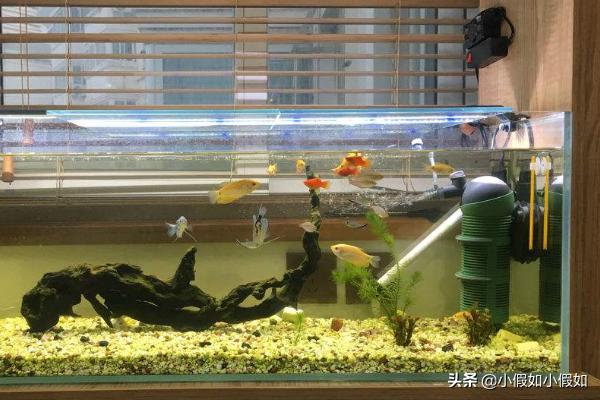 鱼缸水浑浊原因和解决方案:快速解决家中鱼缸水混的4点方法？