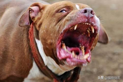 头条问答 养了七八年的狗突然咬人怎么办 7个回答