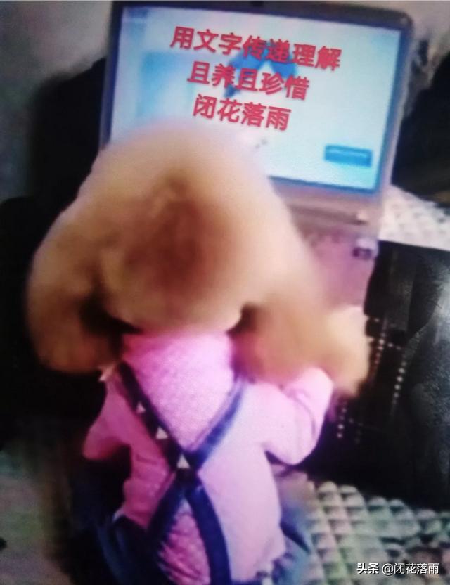 狗狗妈米爱的主治功能:狗狗拉肚子可以用妈咪爱吗？