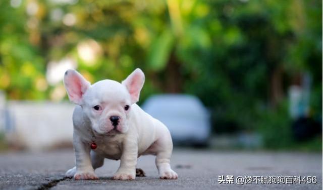 豆柴犬自己盖被子:狗狗如厕的姿势可以看出性格吗？如果有，是怎样反映的？