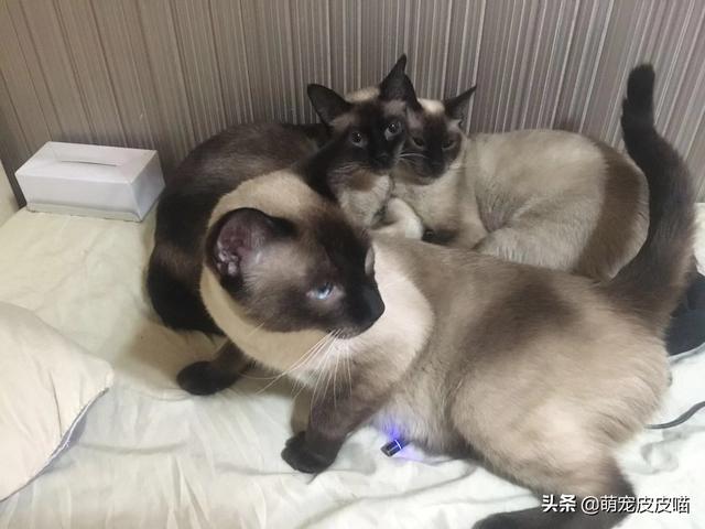 暹罗猫吧:暹罗猫吧 百度贴吧 如何让自家的暹罗猫打败邻居家的两只大狼狗？