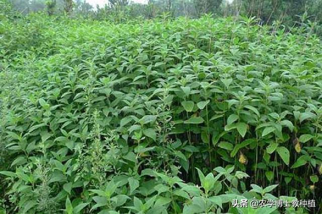 洋姜如何种植 农学博士教种植的回答 头条问答