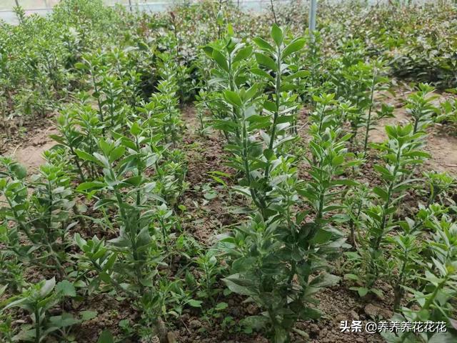 假昙花如何扦插:假昙花什么时候扦插成活率高 春季繁殖花卉苗木有哪几种方法，如何来做你知道吗？
