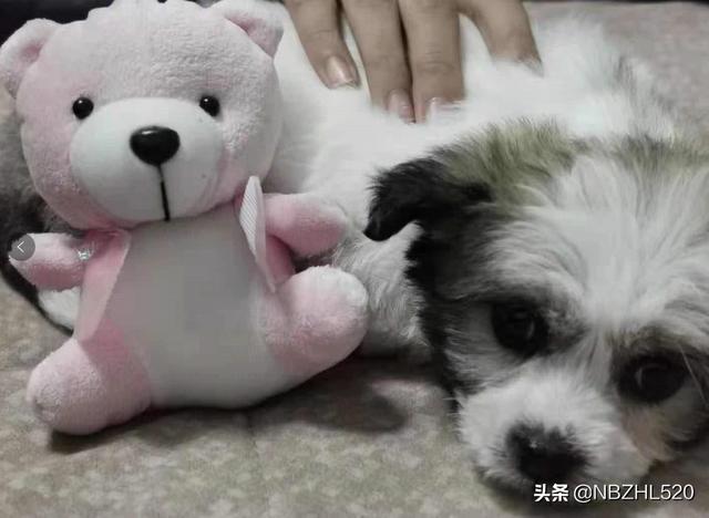 狗狗:你家养的狗狗，在家里可以自由活动吗？