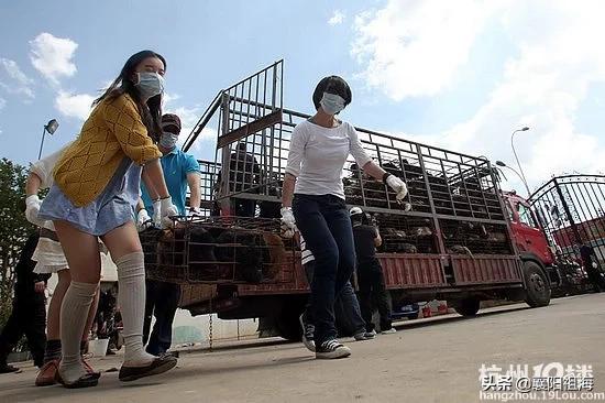 哦放上珠海宠物网度稳爱狗人士:一些爱狗人士是否很幼稚？