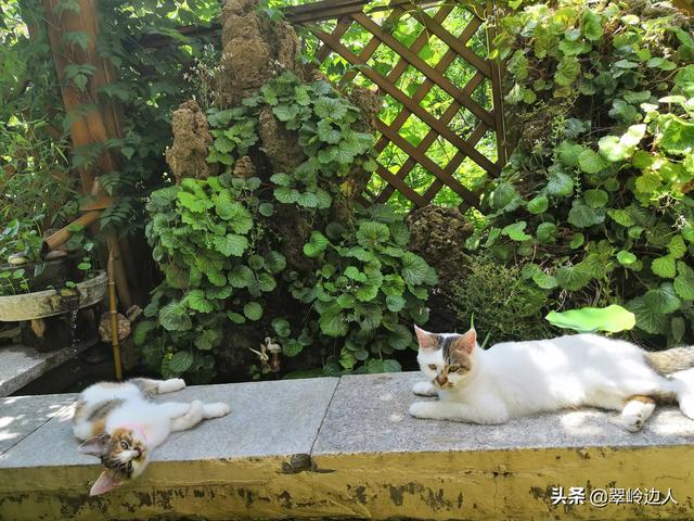 你什么时候被猫的智商震惊了？插图12