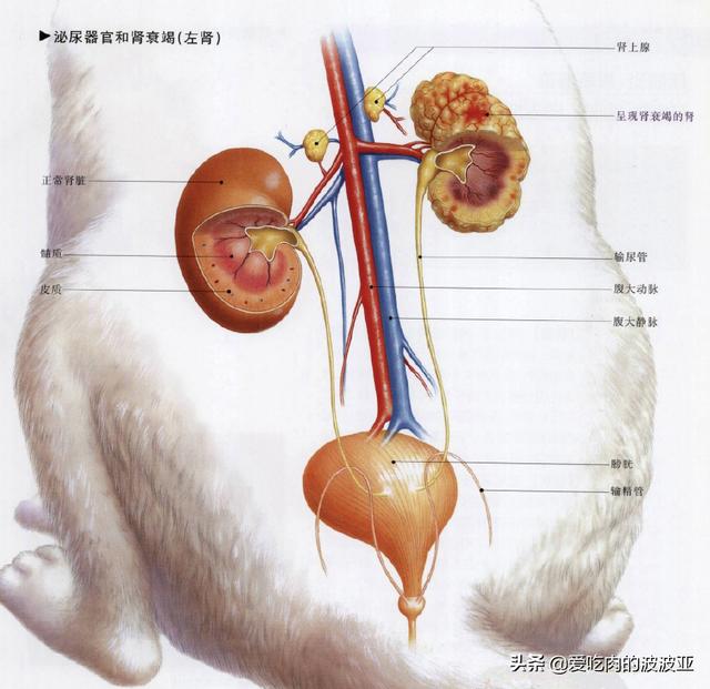 水煮活猫残忍图片:为什么越来越多的人相信猫吃人吃的东西就会死？