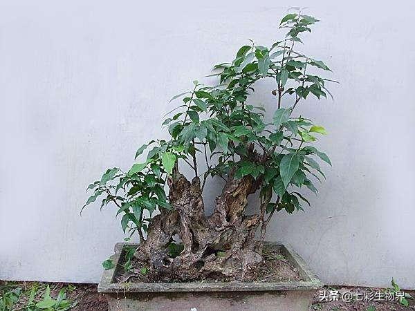 范无病 腊梅:范无病与范腊梅 为什么有的腊梅在立春后开花？