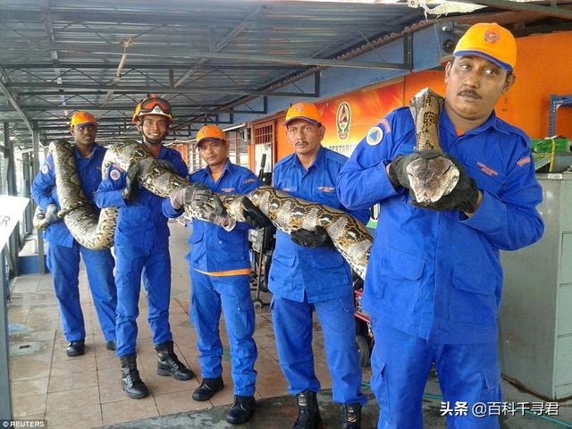世界上最大的蛇吃人:森蚺和网纹蟒谁厉害？为什么？ 世界上最大的蛇吃人的视频