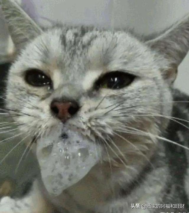 猫得了弓形虫病的症状:怀孕就把猫送养，猫猫体内的弓形虫真的很容易感染给主人吗？