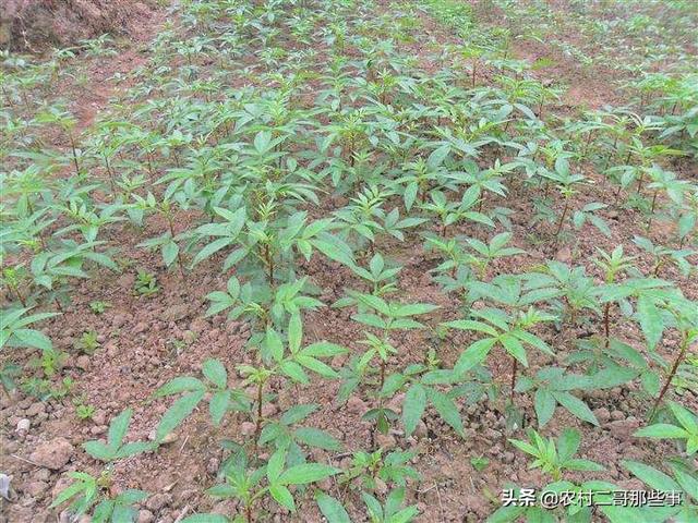 头条问答 种植一百亩花椒 成本和利润大概多少 种植花椒苗应该注意什么 个回答