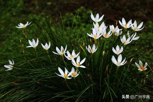 葱兰:葱兰为什么一直还不发芽？